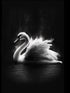 tableau cygne blanc sur fond noir, minimalisme, abstrait